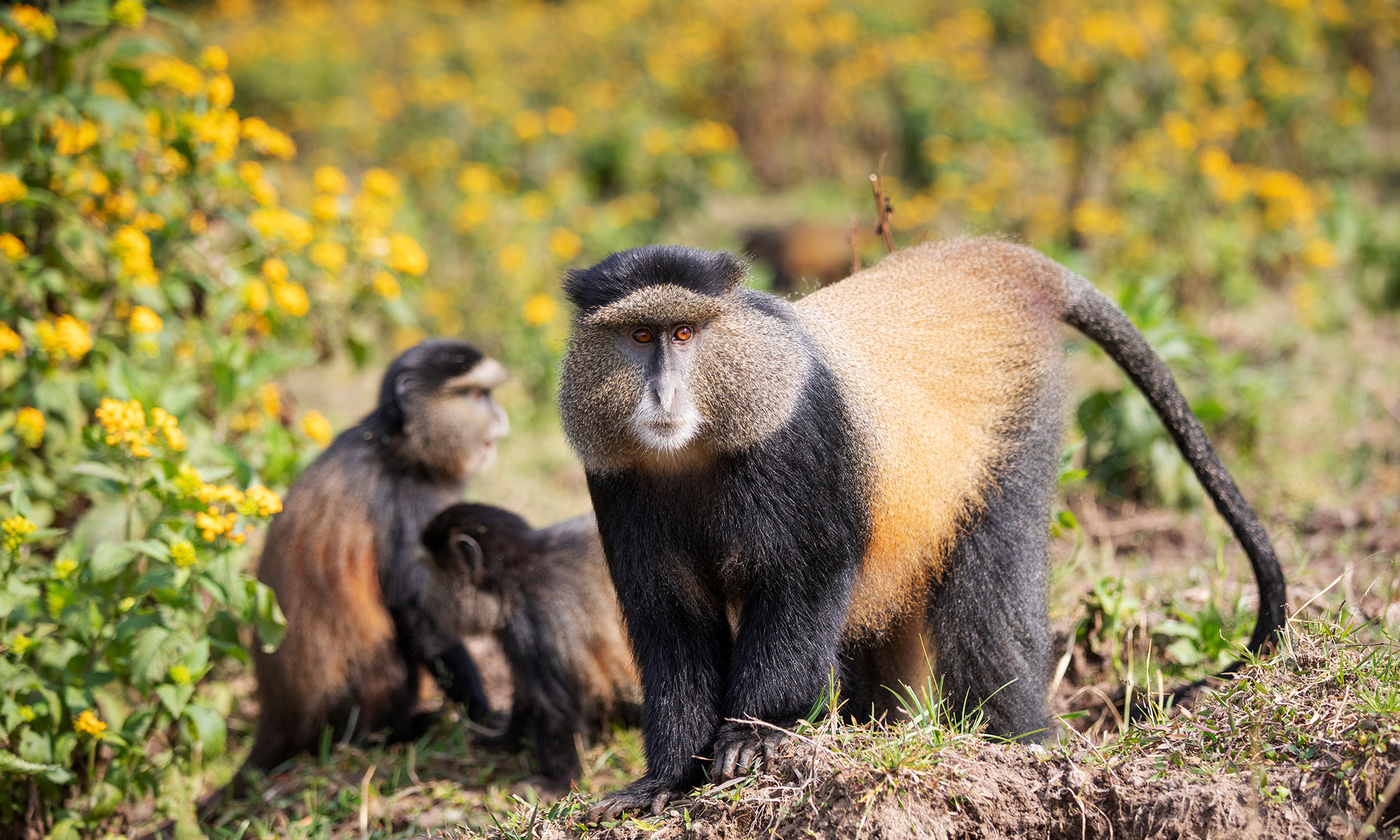 Парк Вулканов